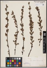 Foto von Salix aurita L.